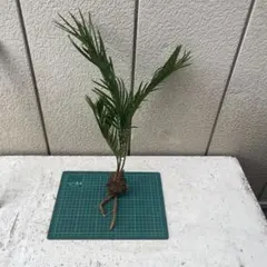 2026年最新】蘇鉄 子株の人気アイテム - メルカリ