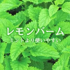 【ハーブの種】レモンバーム 花の種子 約100粒！宿根草 防虫