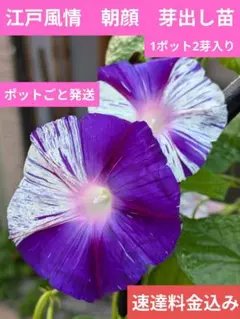 うに様 リクエスト 2点 まとめ商品