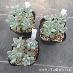 1ポット985円 セダム 萌乙女 6cmポット - メルカリ