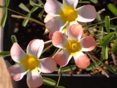 Oxalis candybox Carrotのサムネイル