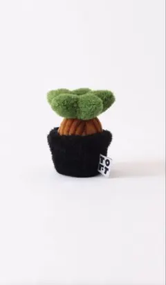 TOFT 小さなガジュマル