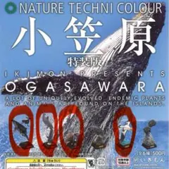 2025年最新】小笠原 ムラサキオカヤドカリの人気アイテム - メルカリ