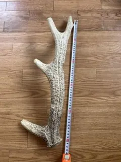 鹿の角