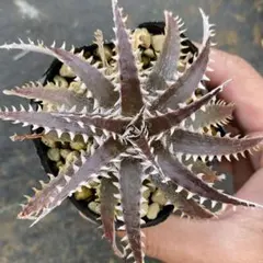 Noel様 リクエスト 3点 まとめ商品