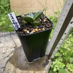 アガベ　SADのサムネイル