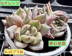 ジェードビューティー 多肉植物 プラグ苗(抜き苗)3苗 ランダム発送