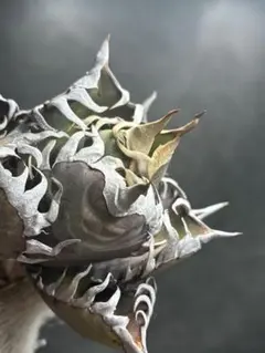 2026年最新】ゴリ猫の人気アイテム - メルカリ