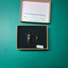 パプアキンイロクワガタ 標本 標本図鑑 - メルカリ