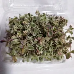 多肉植物 リトルミッシー カット苗60カット以上 詰め合わせのサムネイル