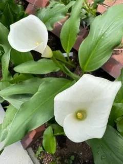 ぽんた様 リクエスト 2点 まとめ商品