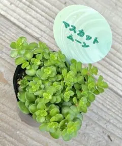 みるく様 リクエスト 7点 まとめ商品