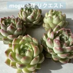 mogu.　販売再開しました❁﻿様 リクエスト 2点 まとめ商品