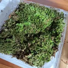 ハスクチップヤシガラ 3S約3L. - メルカリ