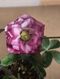 幸せウサギ　北海道からの発送はヤマト❌様 リクエスト 2点 まとめ商品