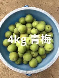青梅　青うめ　4kg 4キロ　傷や模様あり　山口県産