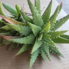 多肉植物 ハオルチア 観葉植物