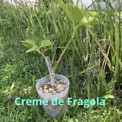 Crème de mango☆イチジク苗木☆いちじく - メルカリ