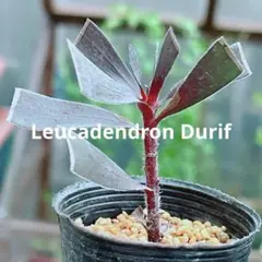 2025年最新】リューカデンドロン デュリフの人気アイテム - メルカリ