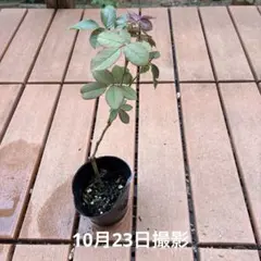 バラ苗　挿し木苗