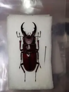 マレーテナガコガネ雄雌ペア - メルカリ