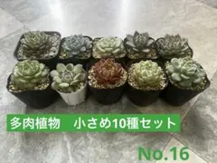 No.16 多肉植物　小さめ10種セット　葉挿し苗