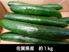 【きゅうり】新鮮 夏すずみ 夏収穫 佐賀県産【約1kg 7〜10本】のサムネイル