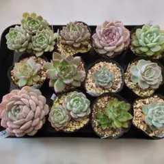 ヒロ様 リクエスト 2点 まとめ商品