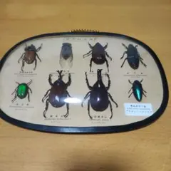 2026年最新】玉虫 昆虫の人気アイテム - メルカリ