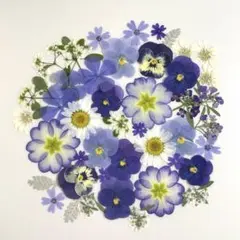 押し花素材✿ブルー✿商品番号E89✳︎匿名配送