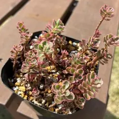 A 多肉植物 セダム ☆トリカラー☆ 抜き苗 - メルカリ