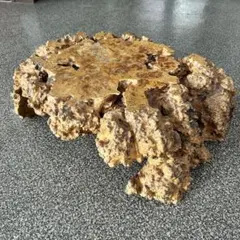超〜特大 博物館級ペトリファイドウッド原石 唯一無二の美麗さ艶 珪化木 化石木 超〜特大 博物館級ペトリファイドウッド原石 唯一無二の美麗さ艶 珪化