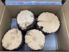 [산란나무] 굵은 참나무 11-13cm 4개 세트 NO.297