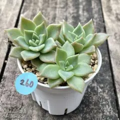 むらじん様 リクエスト 4点 まとめ商品