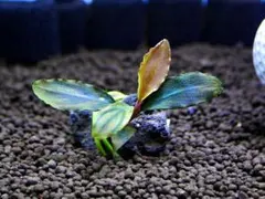 ブセファランドラ『シャイン・ブルー』【完全水中葉＆無農薬栽培】溶岩石活着株②