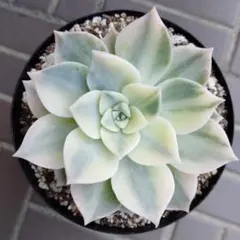 美斑入り！ 多肉植物 ポルックス錦 第4種発送 - メルカリ