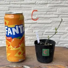 ちいちゃん様 リクエスト 2点 まとめ商品