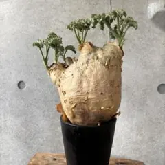 2025年最新】キフォステンマ マクロプスの人気アイテム - メルカリ