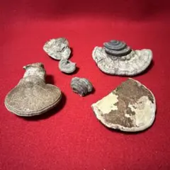 Item thumbnail for item f85b263b-720a-48e4-83bc-854f7ced962f