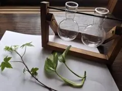 水耕栽培　フラスコ　　観葉植物　ガラス （植物付き）　花瓶のサムネイル