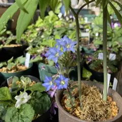 フデリンドウ種子