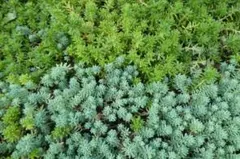 ドドシュカ様 リクエスト 2点 まとめ商品