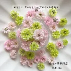 かすみ草　＊さくらもち＊　60粒＋α フリルブーケシリーズ　ドライフラワー