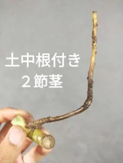 【Ｇ8】斑入りモンステラ ホワイトタイガー 発根済カット茎 成長点2つのサムネイル