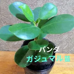 パンダ ガジュマルの苗です。のサムネイル