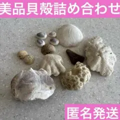 貝殻　詰め合わせ　貝　シェル　ハンドメイド　匿名発送　工作　素材　パーツ