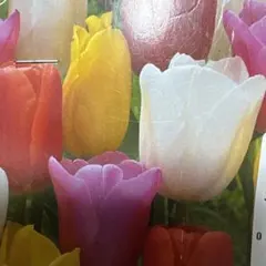 川野様 リクエスト 2点 まとめ商品