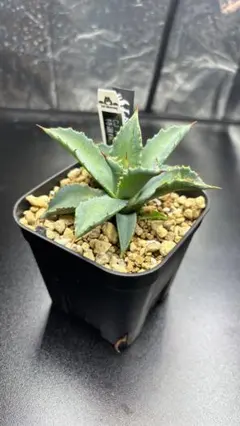 2025年最新】Cj アガベの人気アイテム - メルカリ