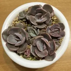 紫系エケベリア　札落ち　鉢の中の植物全部