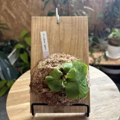リッピア 苗を秋に根付かせておきましょう♡メルカリ便発送‼️ ヒメイワダレソウ、リッピア抜き苗、クリーピングタイム抜き苗ネコポス